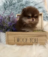 AKC Charlie, a male Pomeranian for sale in Inyokern, CA – 6 of 6