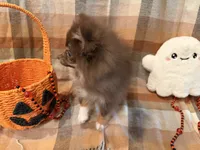 AKC Keara, a female Pomeranian for sale in Inyokern, CA – 3 of 8