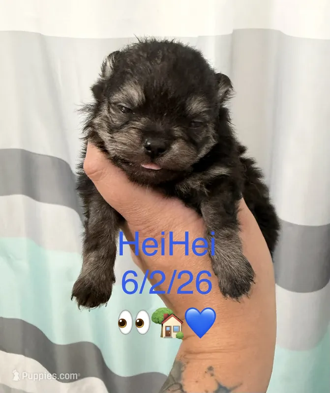 AKC HeiHei – Pomeranian puppy for sale in Inyokern, CA