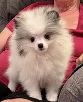 AKC Elsa, a female Pomeranian for sale in Inyokern, CA – 2 of 7