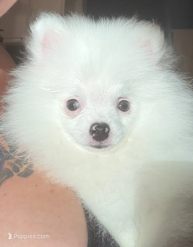 AKC Nala – Pomeranian puppy for sale in Inyokern, CA