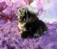AKC Kristoff, a male Pomeranian for sale in Inyokern, CA – 4 of 6
