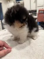 AKC Meesha, a female Pomeranian for sale in Inyokern, CA – 2 of 3