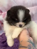 AKC Hans, a male Pomeranian for sale in Inyokern, CA – 2 of 4