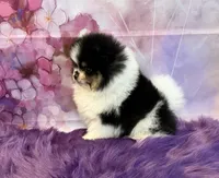 AKC Nikolai, a male Pomeranian for sale in Inyokern, CA – 2 of 5