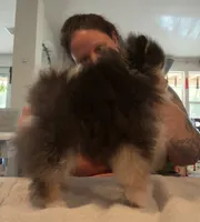 AKC Remi, a male Pomeranian for sale in Inyokern, CA – 4 of 7