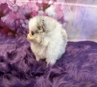 AKC Elsa, a female Pomeranian for sale in Inyokern, CA – 2 of 4