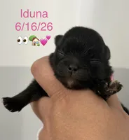AKC Iduna, a female Pomeranian for sale in Inyokern, CA – 1 of 1