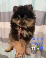 AKC Dexter, a male Pomeranian for sale in Inyokern, CA – 2 of 2