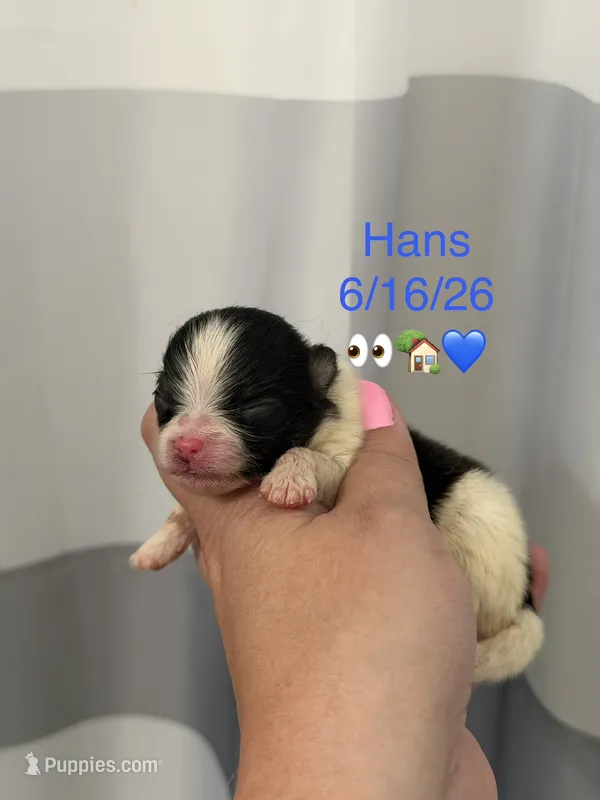 AKC Hans – Pomeranian puppy for sale in Inyokern, CA