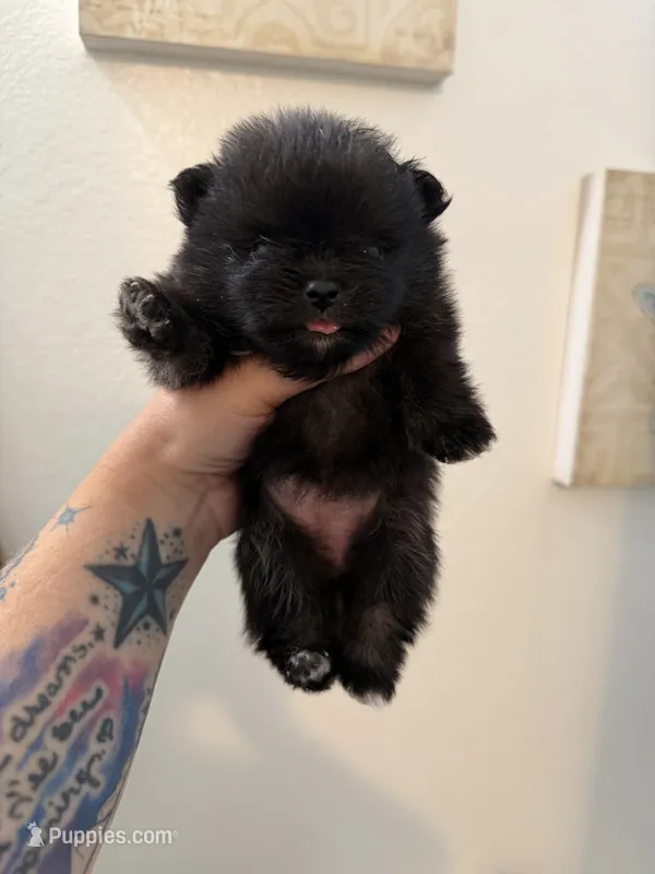 AKC Iduna – Pomeranian puppy for sale in Inyokern, CA