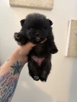 AKC Iduna, a female Pomeranian for sale in Inyokern, CA – 4 of 5
