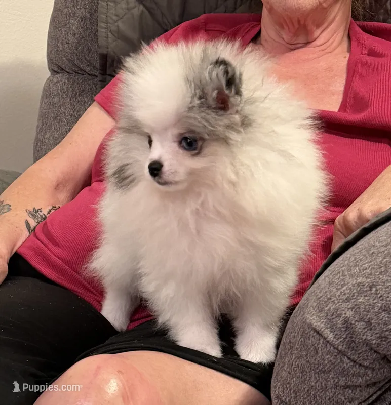AKC Elsa – Pomeranian puppy for sale in Inyokern, CA
