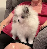 AKC Elsa, a female Pomeranian for sale in Inyokern, CA – 1 of 7