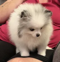 AKC Elsa, a female Pomeranian for sale in Inyokern, CA – 3 of 7