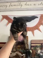 AKC Niki, a female Pomeranian for sale in Inyokern, CA – 2 of 3