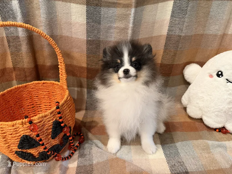 AKC Hans – Pomeranian puppy for sale in Inyokern, CA
