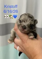 AKC Kristoff, a male Pomeranian for sale in Inyokern, CA – 2 of 2