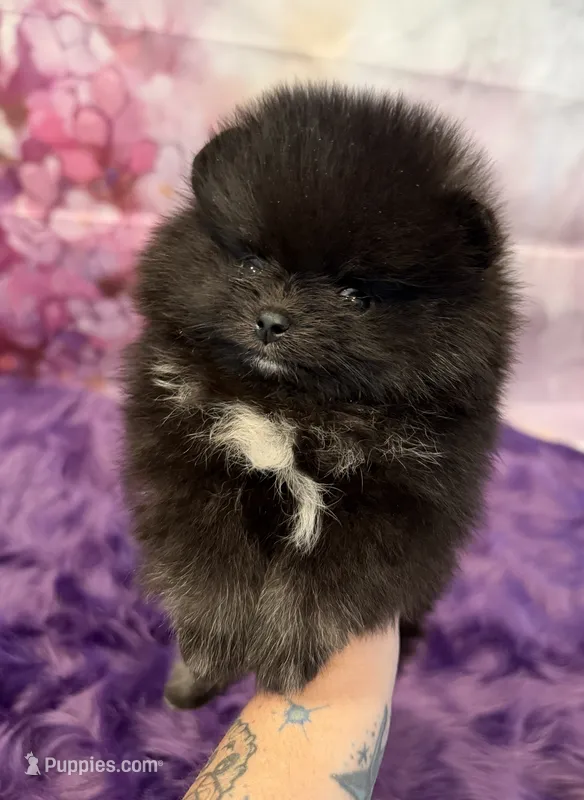 AKC Iduna – Pomeranian puppy for sale in Inyokern, CA