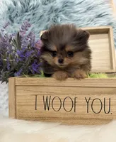 AKC Max, a male Pomeranian for sale in Inyokern, CA – 1 of 3