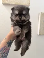 AKC HeiHei, a male Pomeranian for sale in Inyokern, CA – 2 of 3