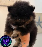 AKC Bella, a female Pomeranian for sale in Inyokern, CA – 6 of 10