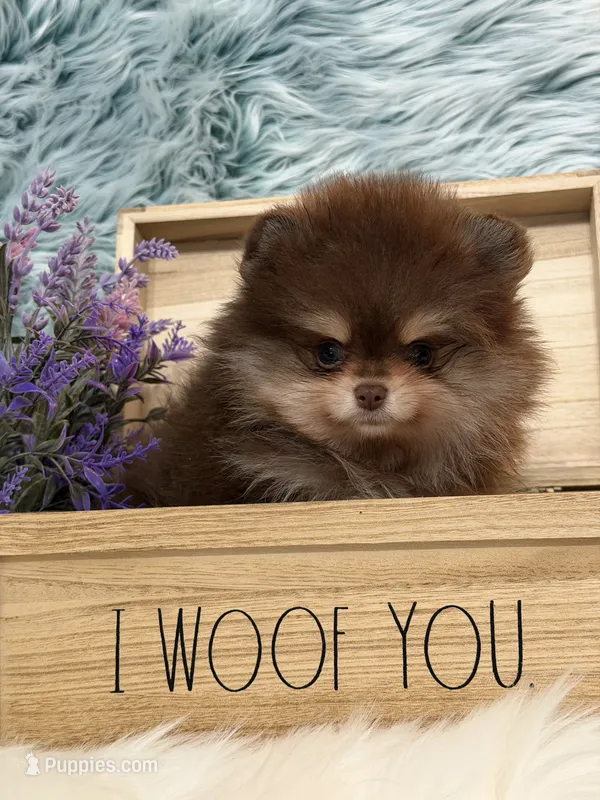 AKC Charlie – Pomeranian puppy for sale in Inyokern, CA