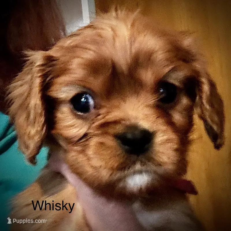 Whisky – Cavalier King Charles Spaniel puppy for sale in Wadsworth, NV