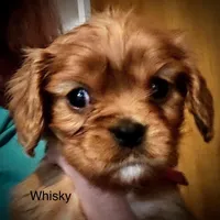Whisky, a male Cavalier King Charles Spaniel for sale in Wadsworth, NV – Photo 1 of 3