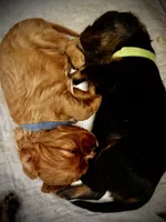 Whisky, a male Cavalier King Charles Spaniel for sale in Wadsworth, NV – Photo 2 of 3