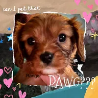 Ranger, a male Cavalier King Charles Spaniel for sale in Wadsworth, NV – Photo 4 of 4