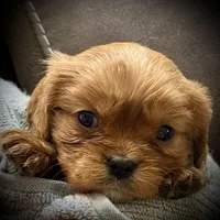 Ranger, a male Cavalier King Charles Spaniel for sale in Wadsworth, NV – Photo 2 of 4