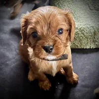 Ranger, a male Cavalier King Charles Spaniel for sale in Wadsworth, NV – Photo 3 of 4