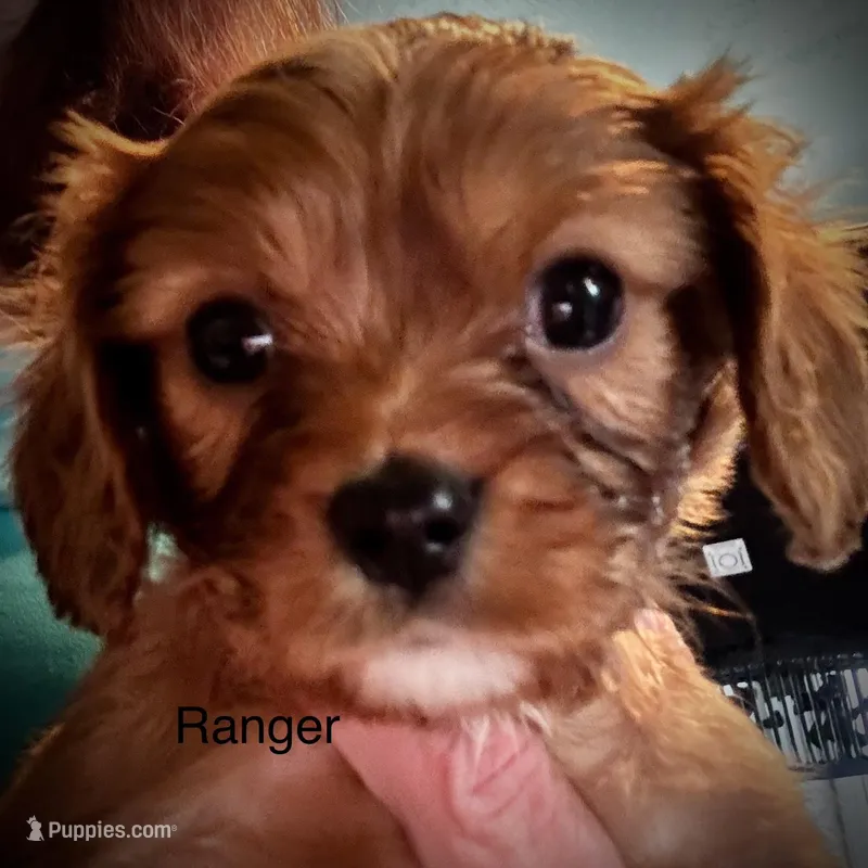 Ranger – Cavalier King Charles Spaniel puppy for sale in Wadsworth, NV