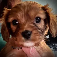 Ranger, a male Cavalier King Charles Spaniel for sale in Wadsworth, NV – Photo 1 of 4