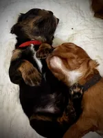 Louie, a male Cavalier King Charles Spaniel for sale in Wadsworth, NV – Photo 3 of 4