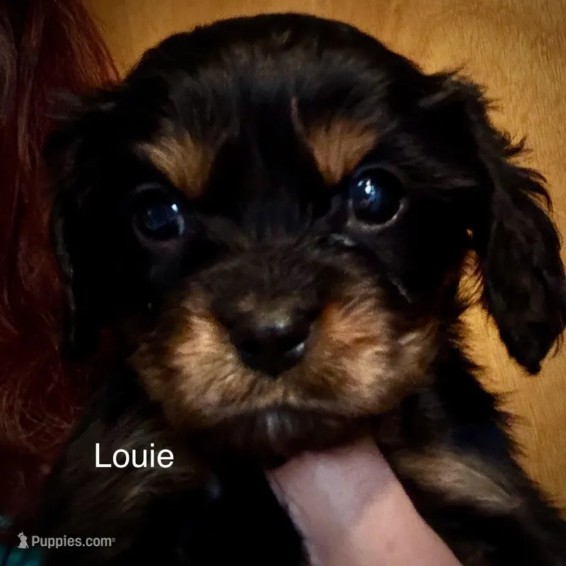 Louie – Cavalier King Charles Spaniel puppy for sale in Wadsworth, NV