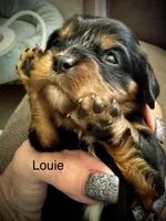 Louie, a male Cavalier King Charles Spaniel for sale in Wadsworth, NV – Photo 2 of 4
