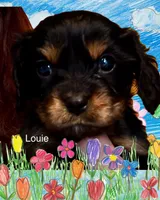 Louie, a male Cavalier King Charles Spaniel for sale in Wadsworth, NV – Photo 4 of 4