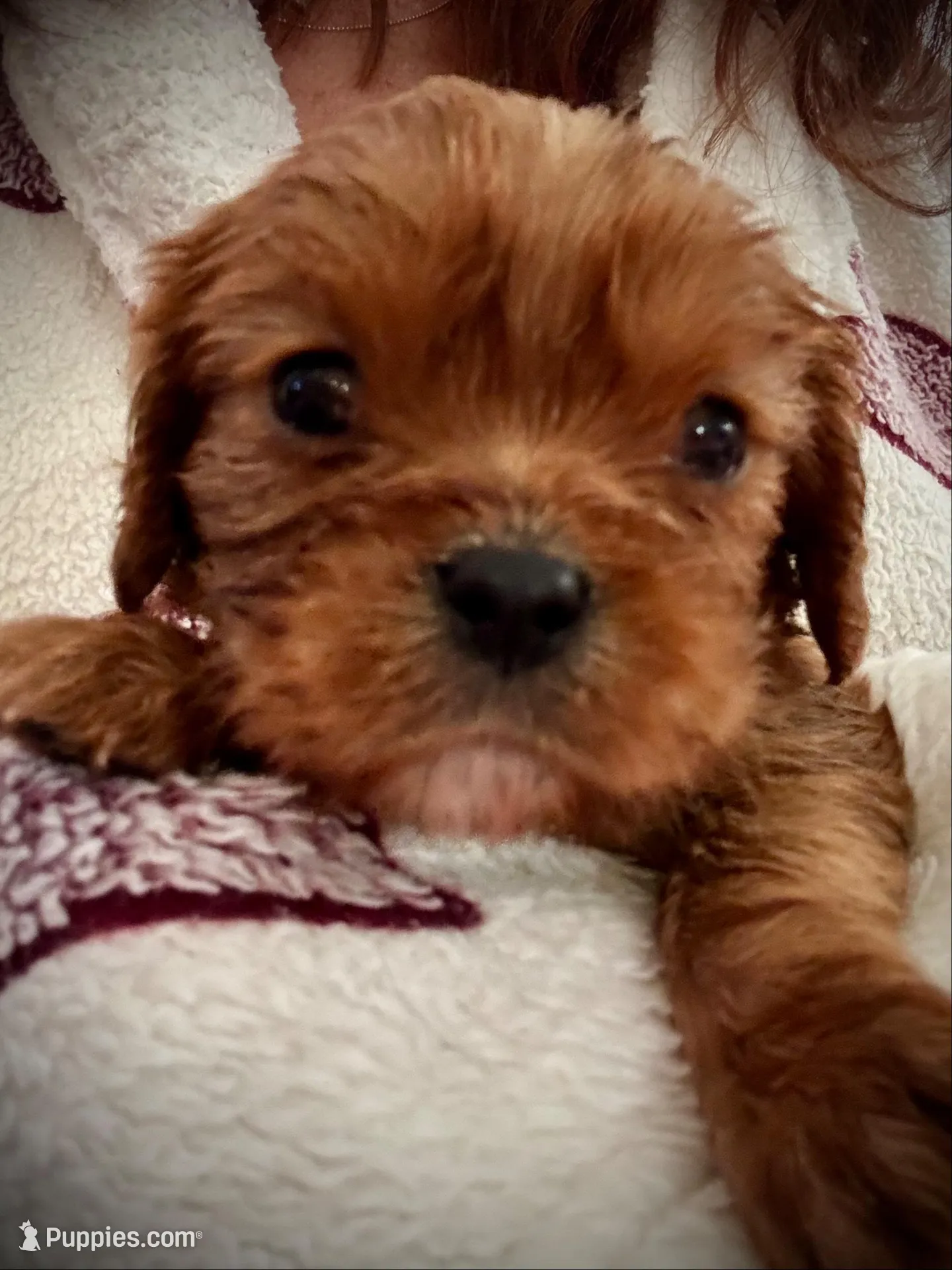 Whisky, a male Cavalier King Charles Spaniel for sale in Wadsworth, NV – Photo 3 of 3