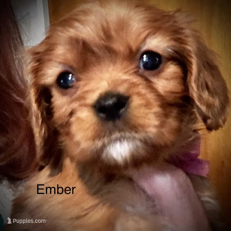 Ember – Cavalier King Charles Spaniel puppy for sale in Wadsworth, NV
