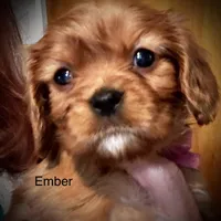 Ember, a female Cavalier King Charles Spaniel for sale in Wadsworth, NV – Photo 1 of 2