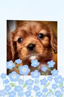 Ember, a female Cavalier King Charles Spaniel for sale in Wadsworth, NV – Photo 2 of 2