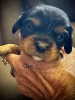 Gus, a male Cavalier King Charles Spaniel for sale in Wadsworth, NV – Photo 2 of 5