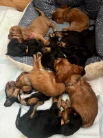 Gus, a male Cavalier King Charles Spaniel for sale in Wadsworth, NV – Photo 3 of 5