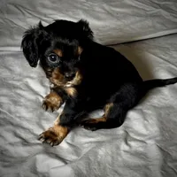 Gus, a male Cavalier King Charles Spaniel for sale in Wadsworth, NV – Photo 1 of 5