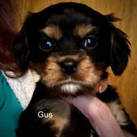 Gus, a male Cavalier King Charles Spaniel for sale in Wadsworth, NV – Photo 4 of 5