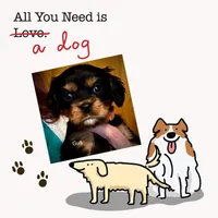 Gus, a male Cavalier King Charles Spaniel for sale in Wadsworth, NV – Photo 5 of 5