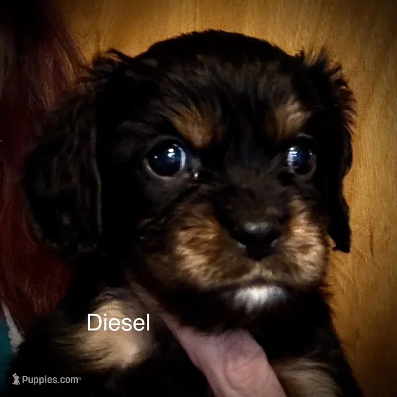 Diesel  – Cavalier King Charles Spaniel puppy for sale in Wadsworth, NV