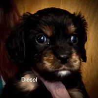 Diesel , a male Cavalier King Charles Spaniel for sale in Wadsworth, NV – Photo 1 of 6